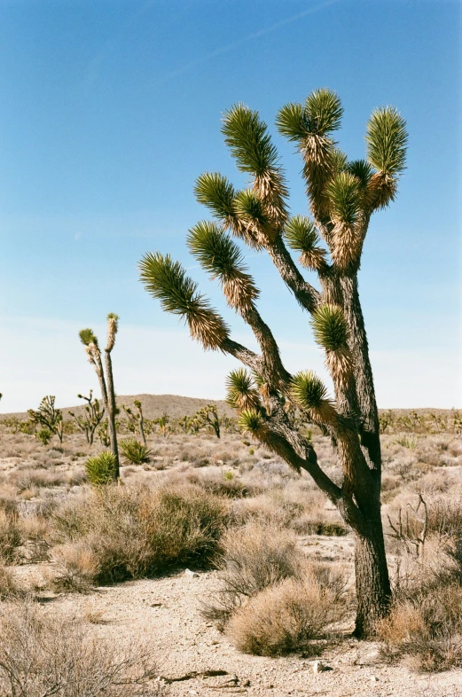 a cactus tree stands in the middle of the desert