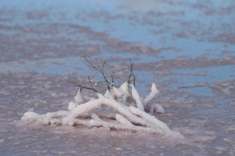 a small group of plants sitting in the snow