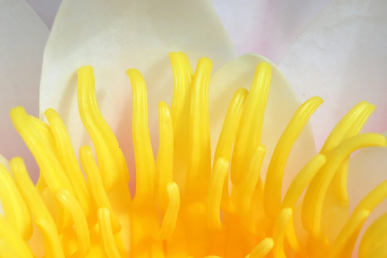 a close up po of an orange and white flower