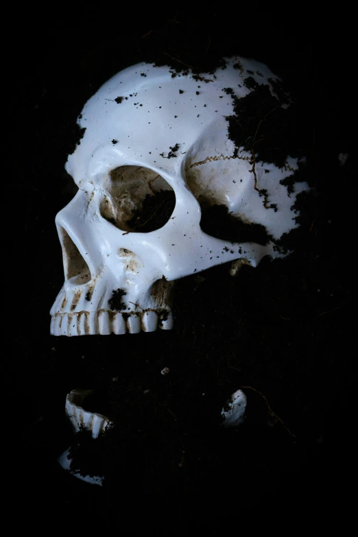 an animal skull in the dark and white