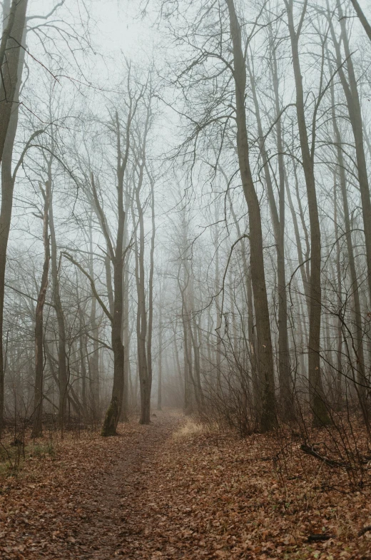 a single path in the middle of a forest