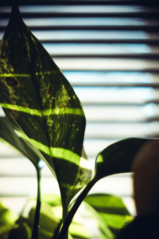 a green plant with bright light coming through it