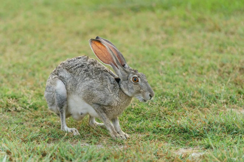 a bunny with the front legs and ears folded open, sitting in grass