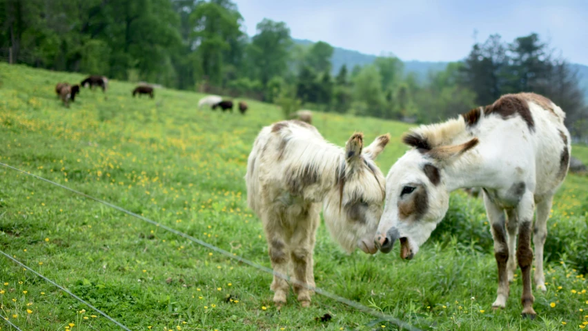 two brown and white horses grazing in a grassy field