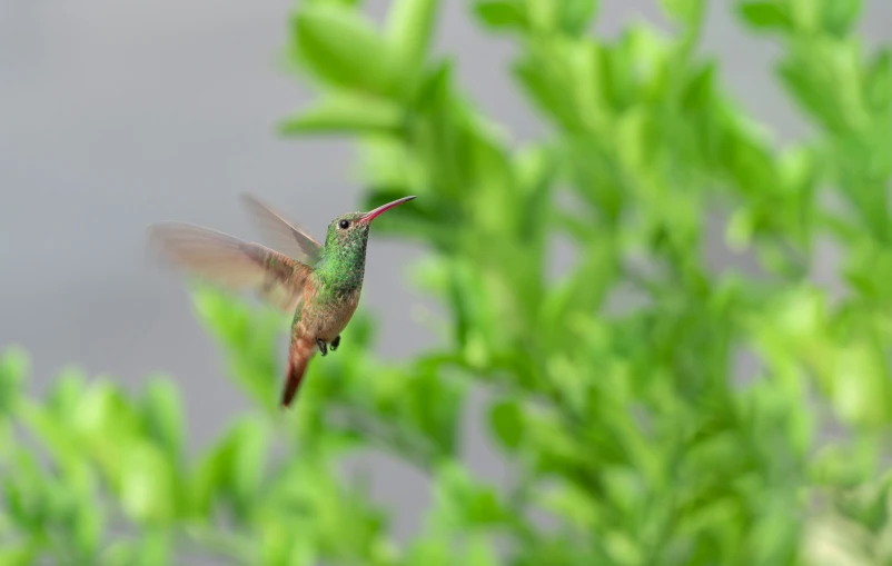 a bird that is flying near some bushes