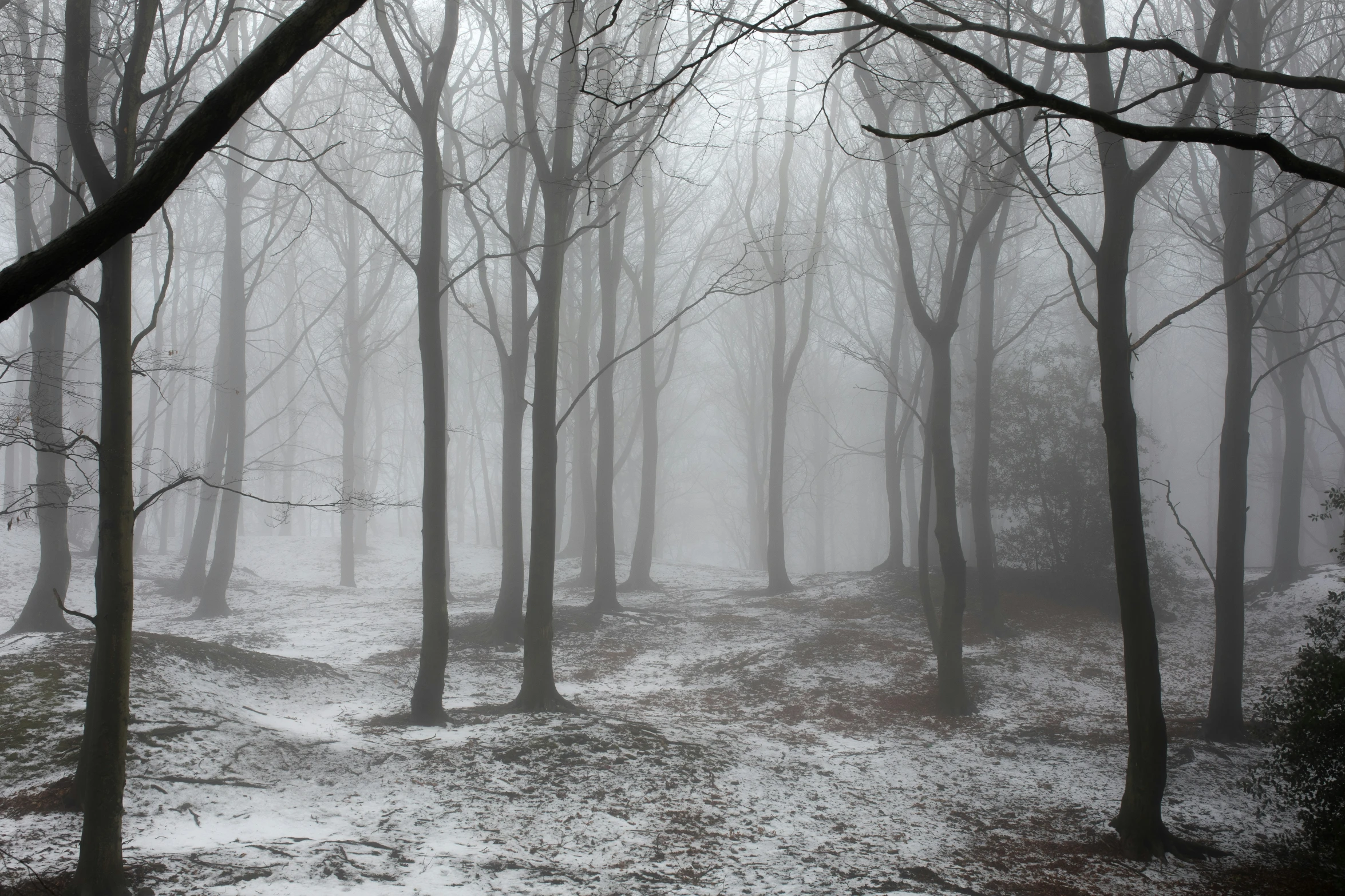 winter scene in foggy forest with ground covered with snow