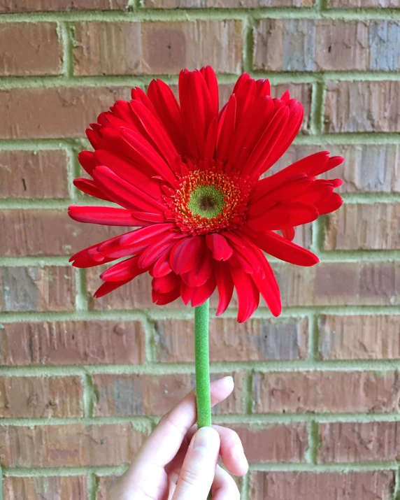 the person is holding a red flower with leaves on it