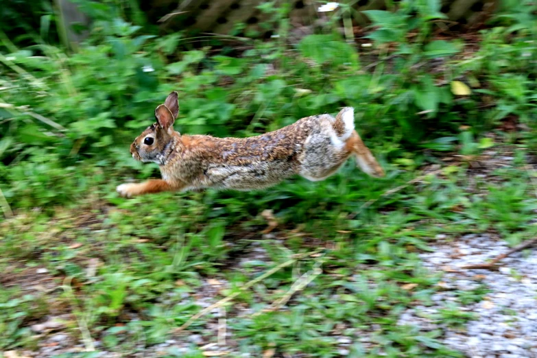 a small rabbit running in a field of green grass