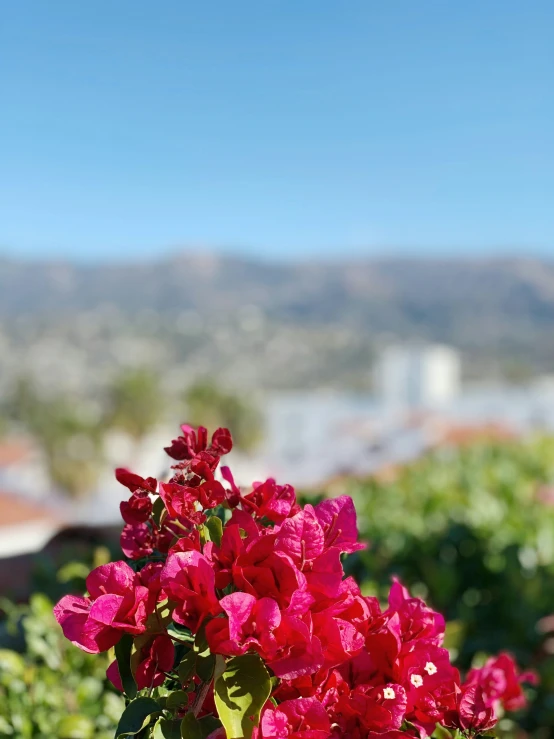 there are pink flowers that are in the pot