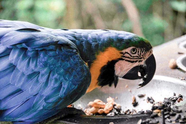 a blue and yellow parrot standing on top of a pan