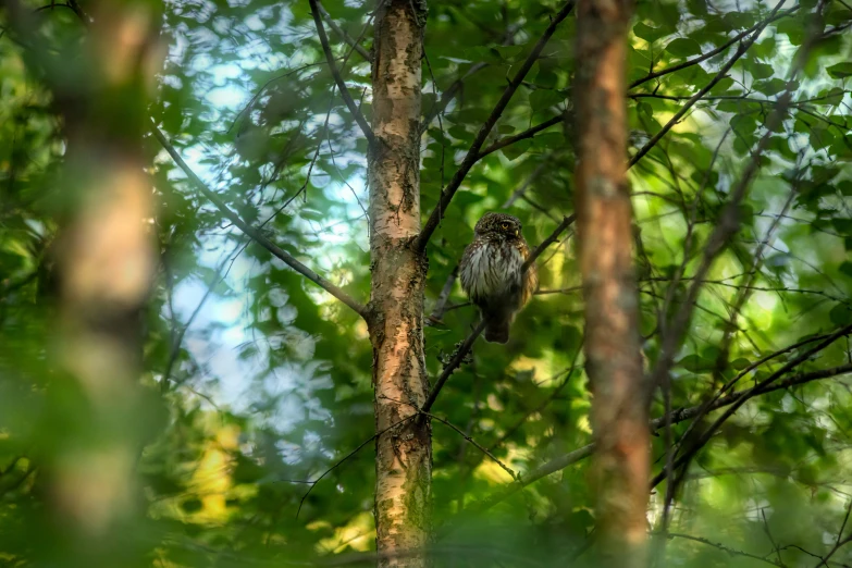 a small bird sits on the limb of a tree