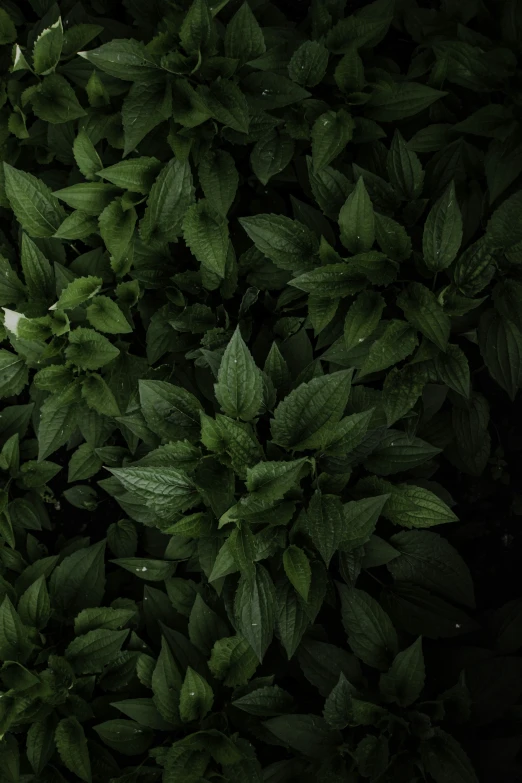 closeup of a plant with leaves and water droplets