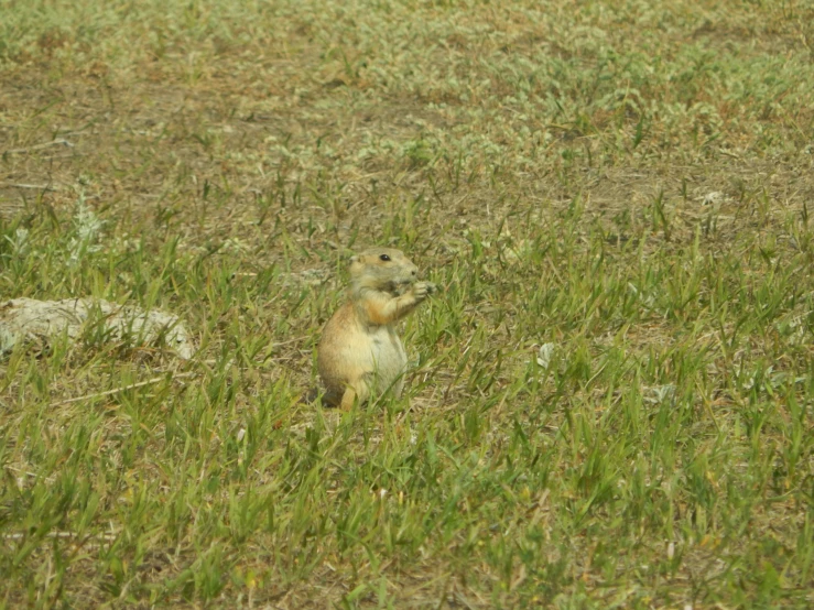 two animals are in the middle of a grassy field