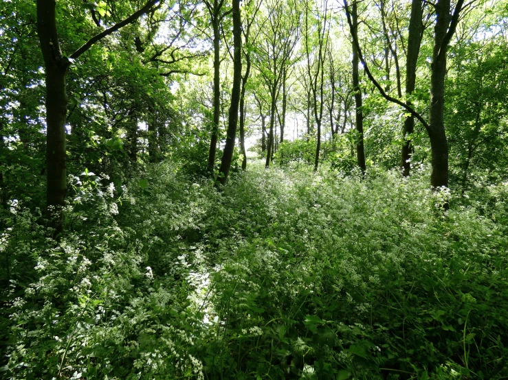 a forest with trees and plants covered in white stuff