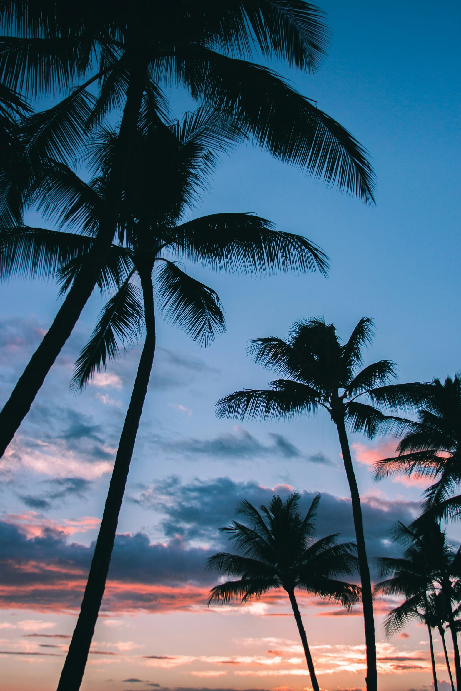 silhouettes of palm trees and surfers in the sunset