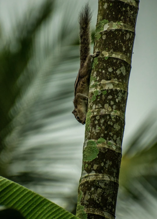 a small animal standing on the top of a tree