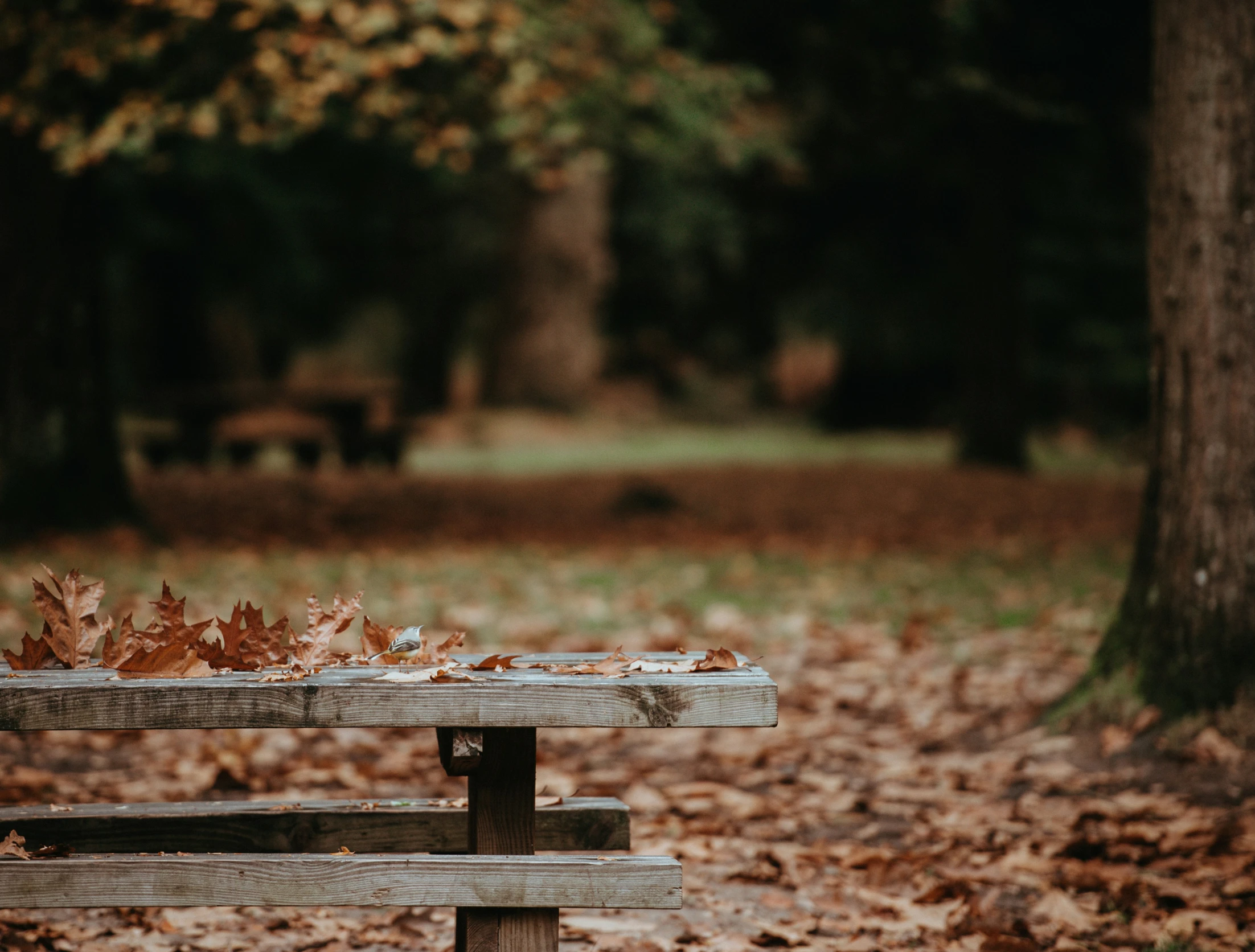 an old wooden bench with autumn leaves on the ground