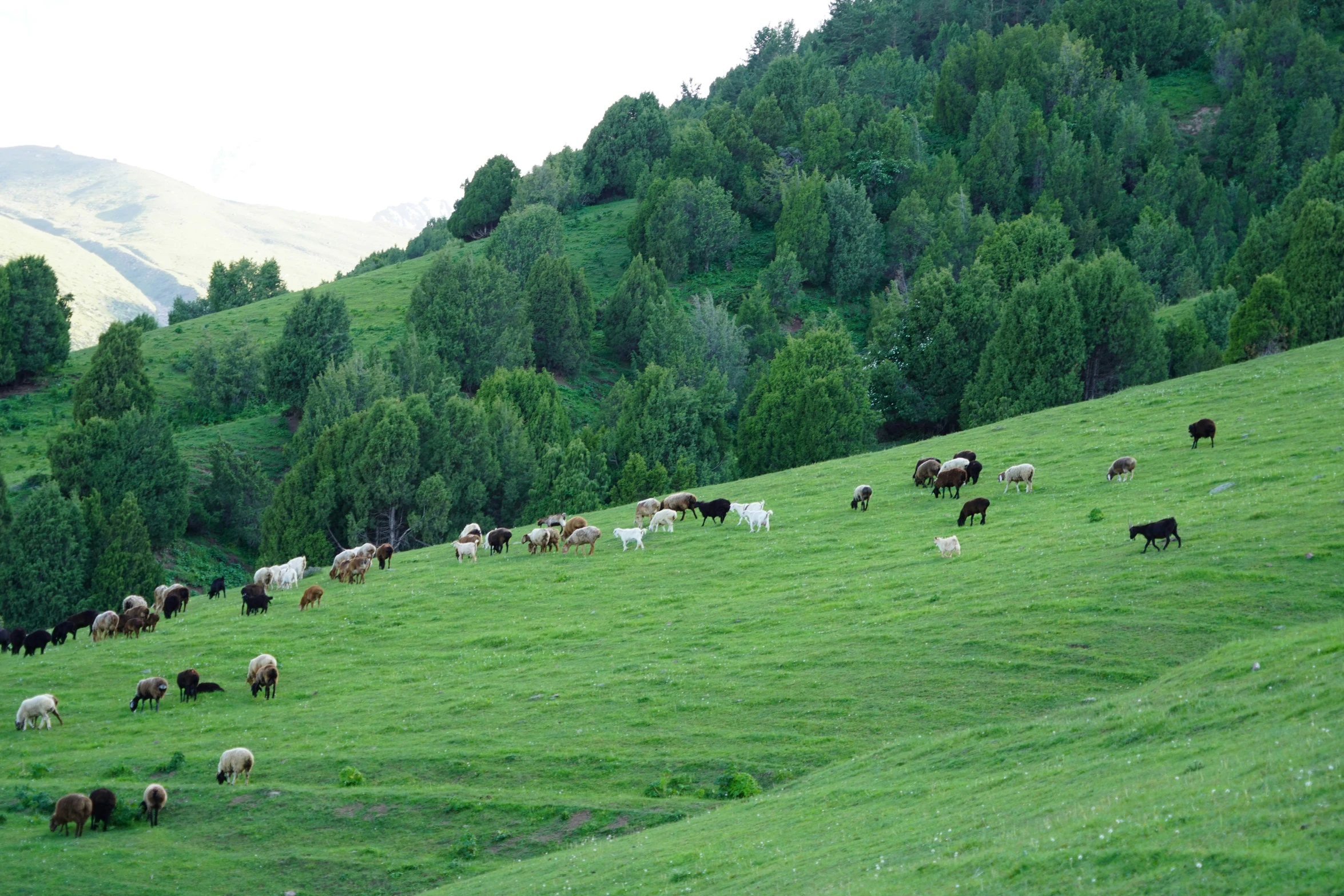 large herd of cows grazing in large, grassy meadow