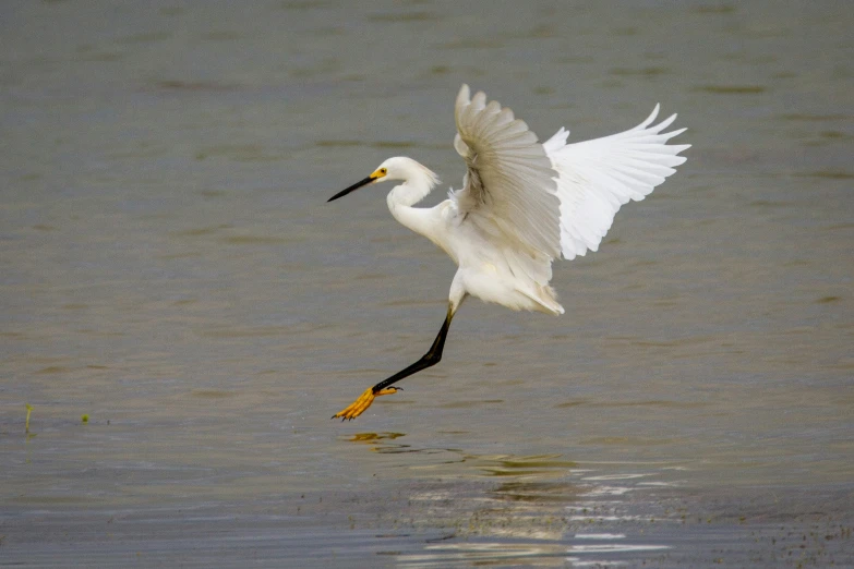 a bird with a long beak in the water