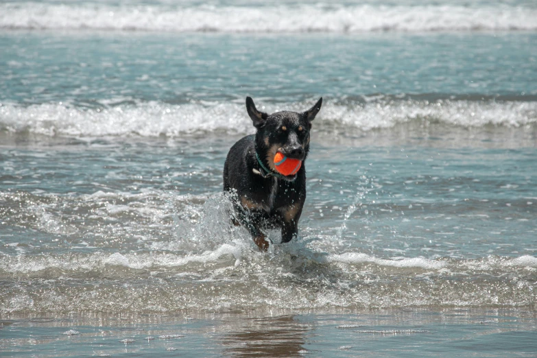 a dog runs with a frisbee in its mouth through shallow water