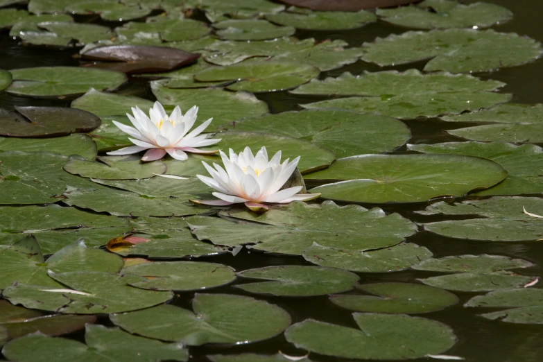 two white flowers that are on some leaves in the water