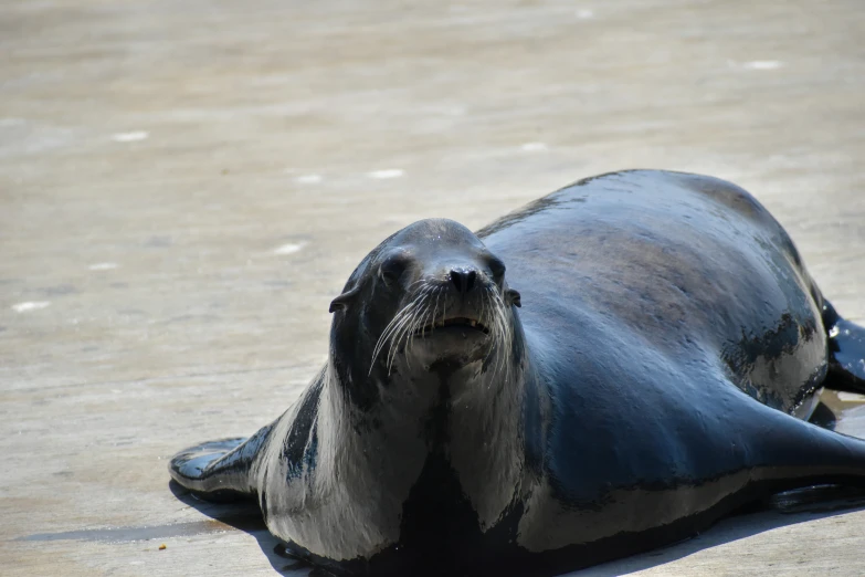 an animal lying on a concrete floor in the sunlight