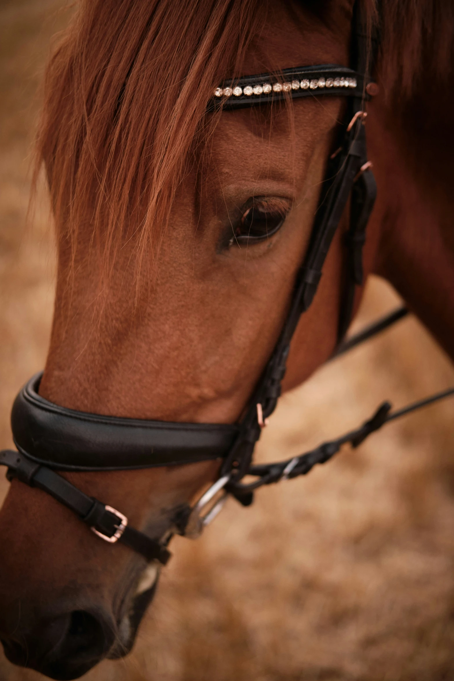 a horse that is grazing some grass