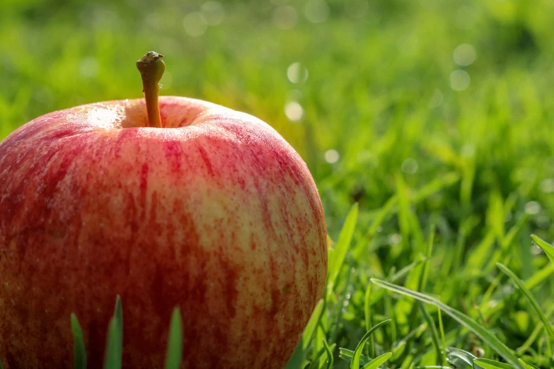 an apple sitting in the grass on top of grass