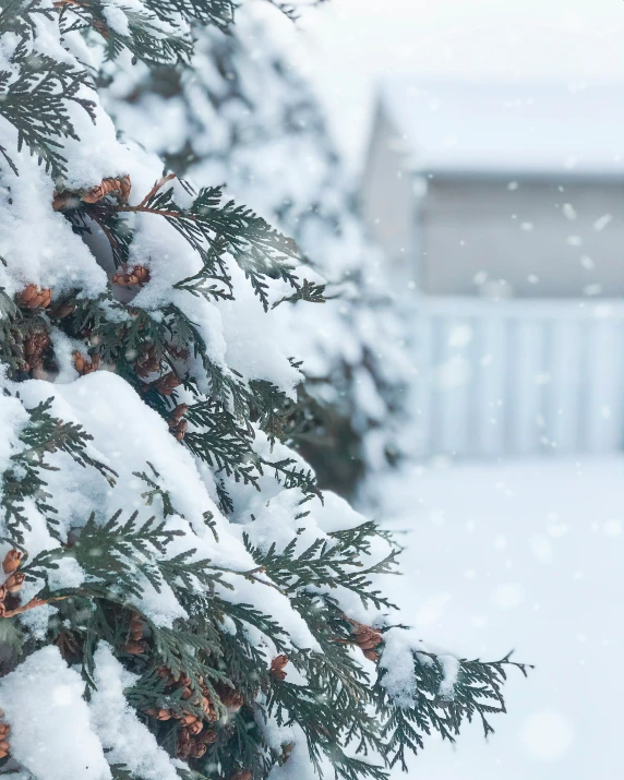 snow on pine nches with building and blue sky in background