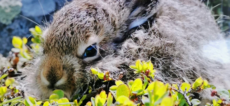 a close up of an animal with grass and plants around it