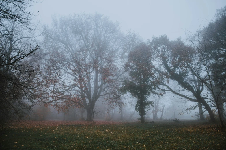 a foggy park with a bench and two trees