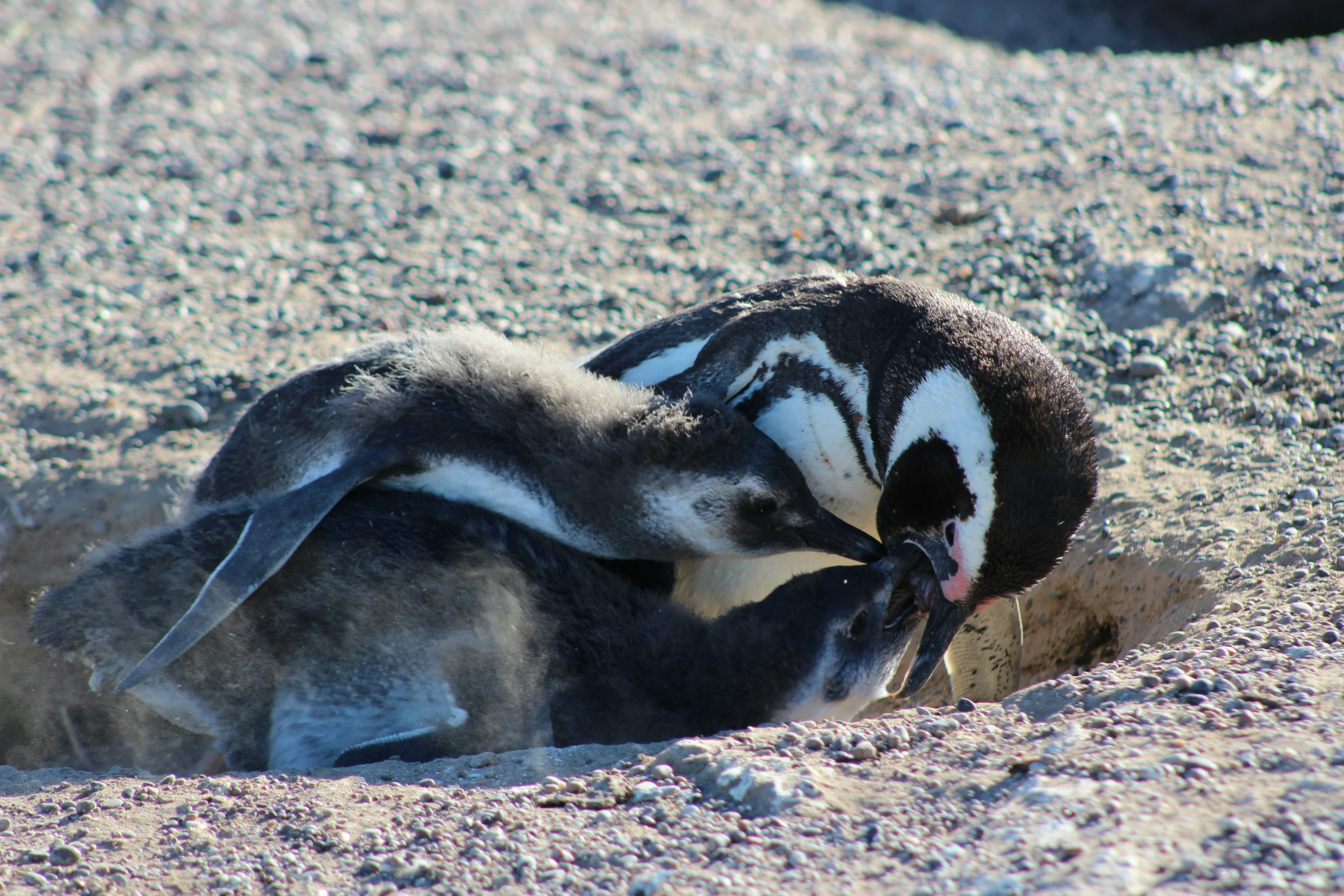 a penguin rolling in the sand with its nose open