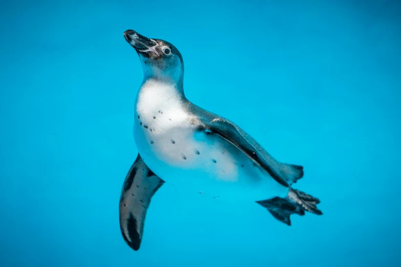 a penguin in the blue water, swimming very close to the ground