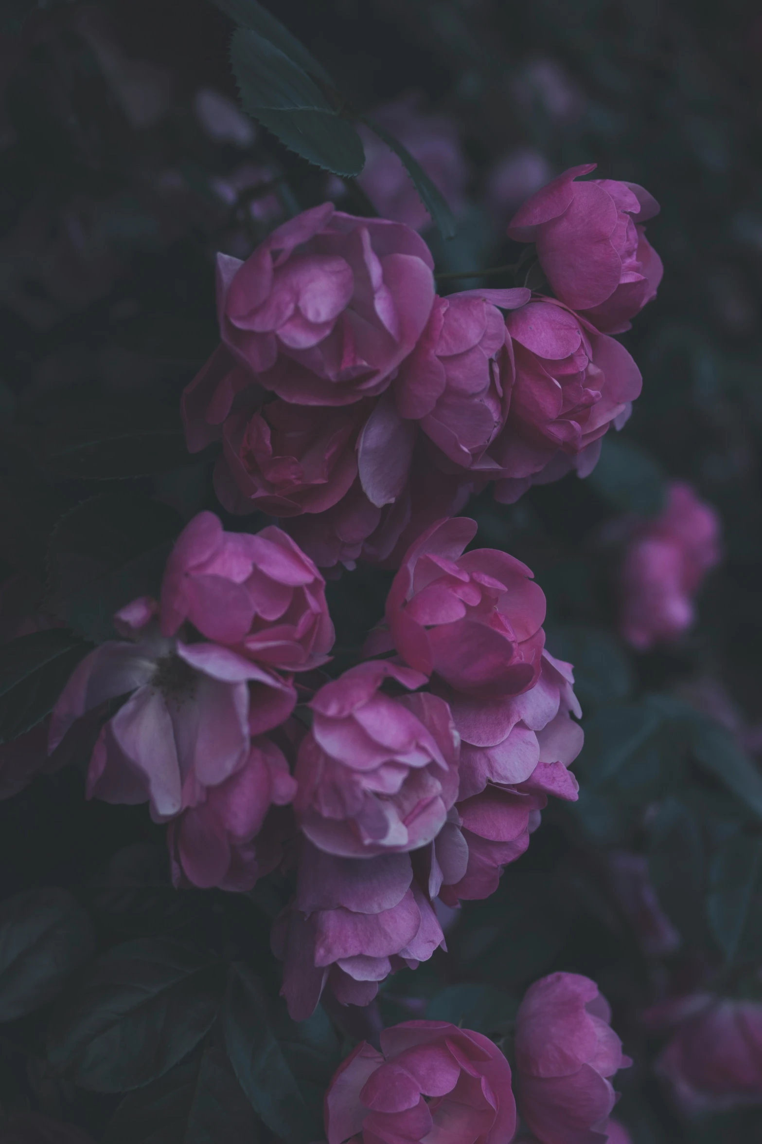 pink roses are blooming on a bush with green leaves