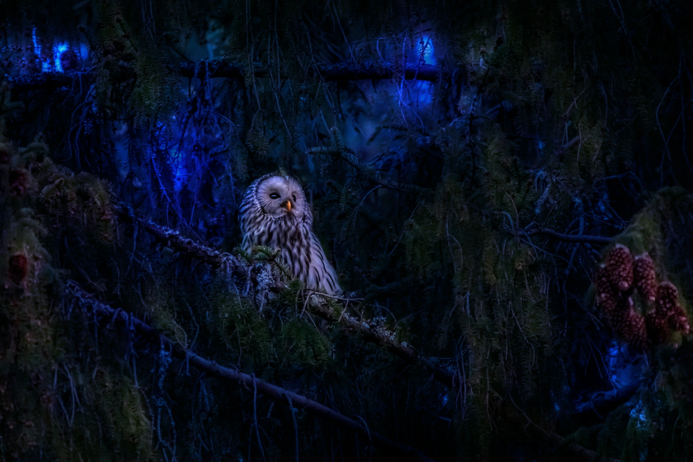 an owl perched on a nch at night