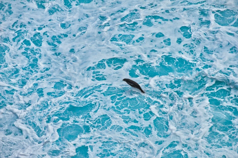 a single bird floating on the ocean blue waves