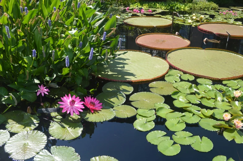 a pond surrounded by lily pads and pink flowers