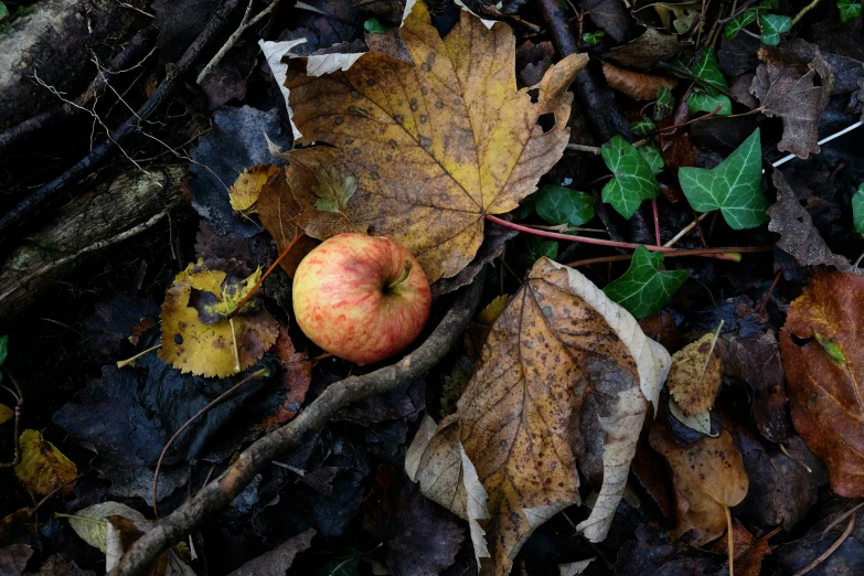 an apple is next to some leaves on the ground