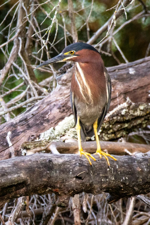 a close up of a bird on a tree nch