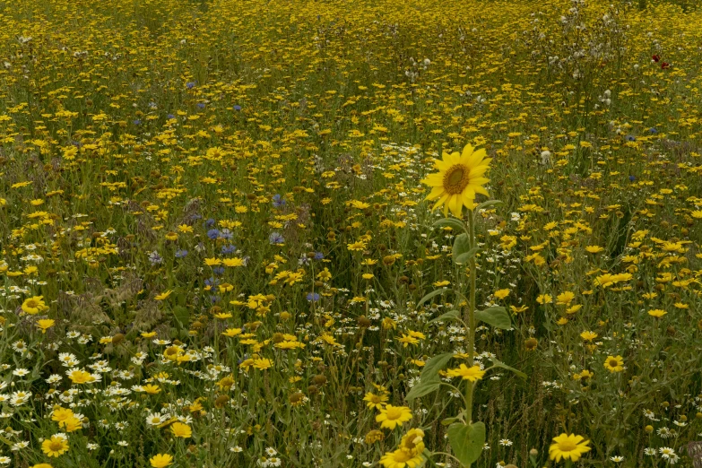 a field full of green grass with a large yellow sunflower in the middle of the field