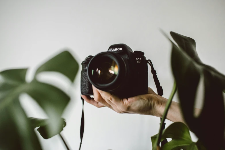 the person is taking a po of a plant