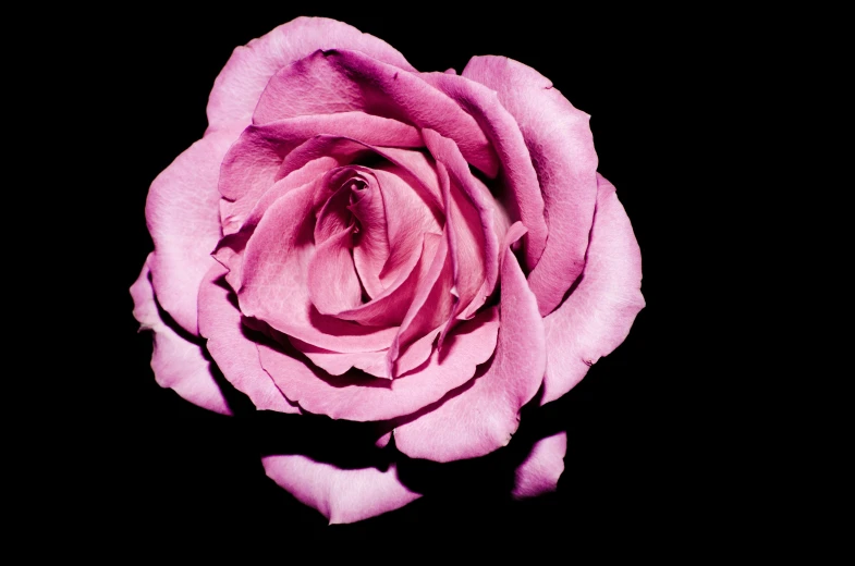 a single pink rose sits in the middle of its image