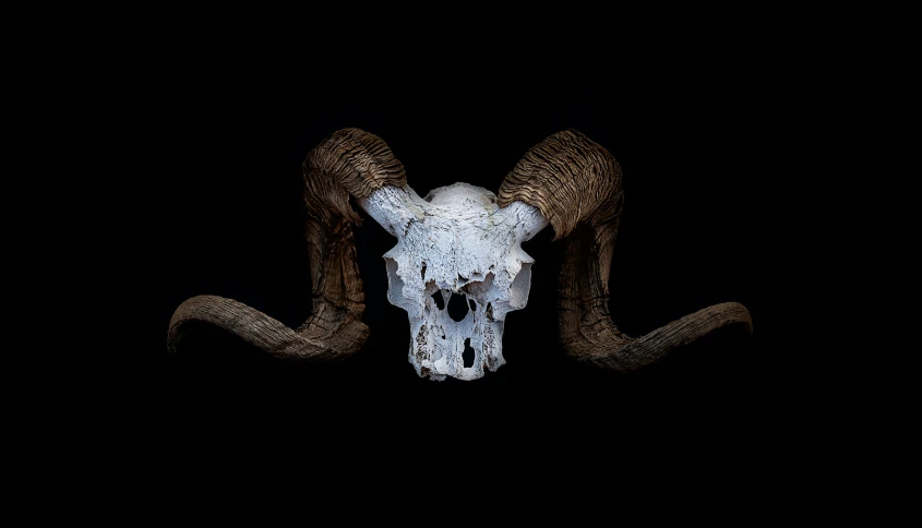 an animal skull is displayed against a black background