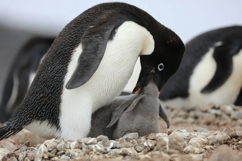 two penguins stand around with their baby in the rocks