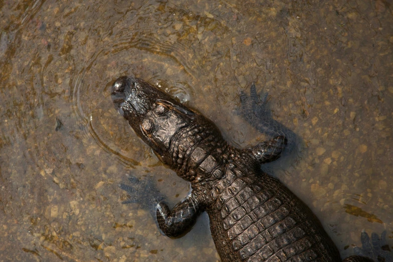 a crocodile is in some muddy water