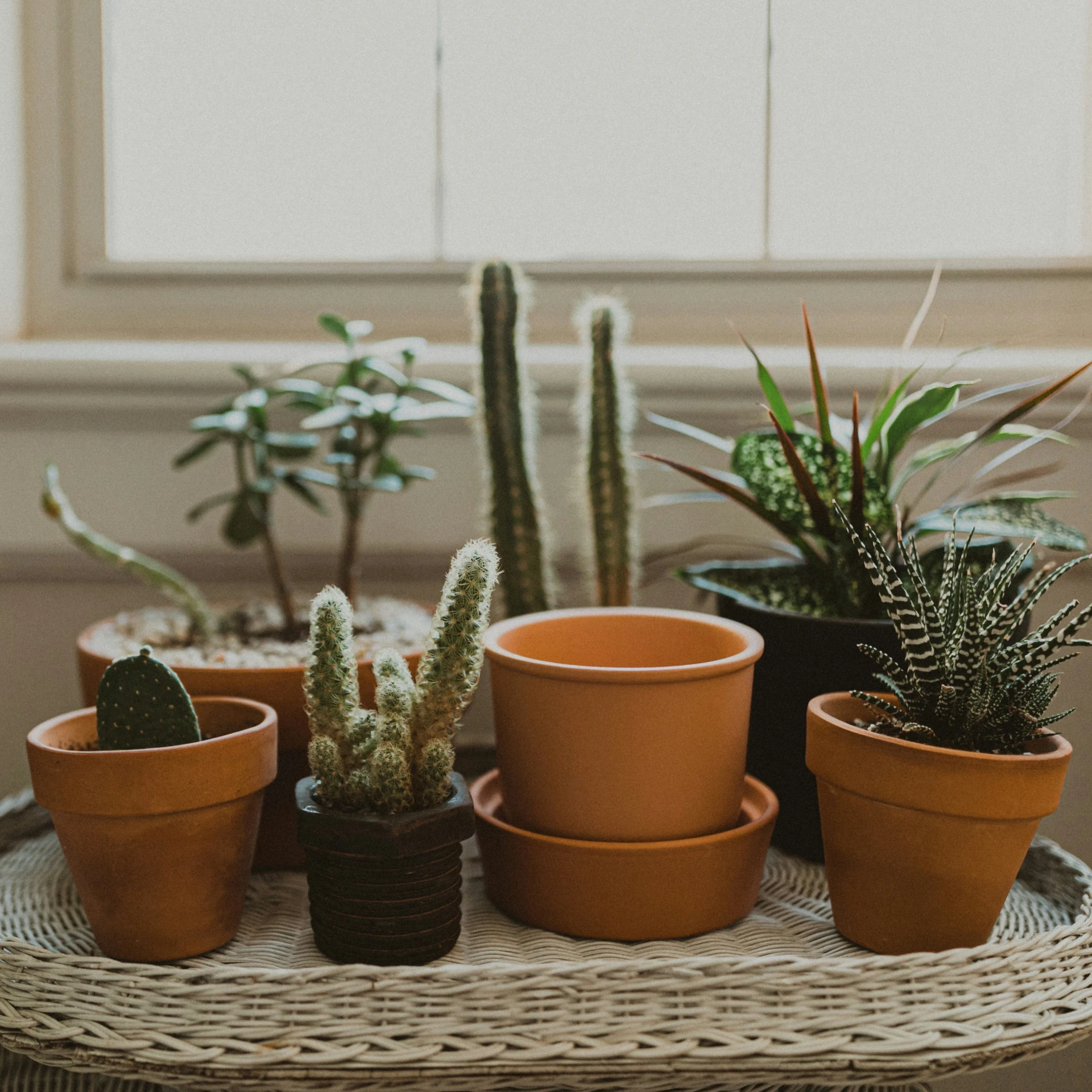 some potted plants are arranged on top of a wicker table