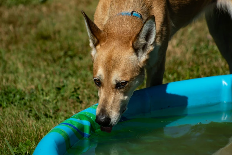 a large brown dog standing in the grass near a pool of water