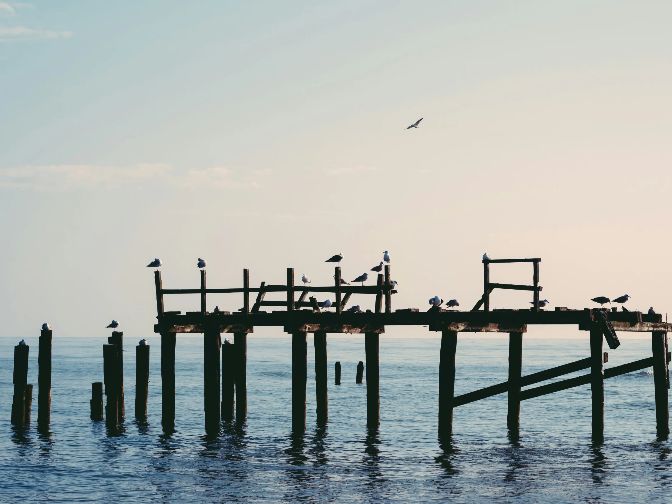 a pier is surrounded by birds and is on the water