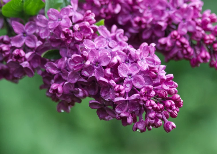 purple flowers are blooming very often in the garden