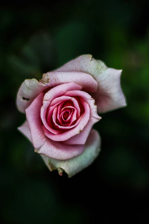 a rose that is sitting in the grass